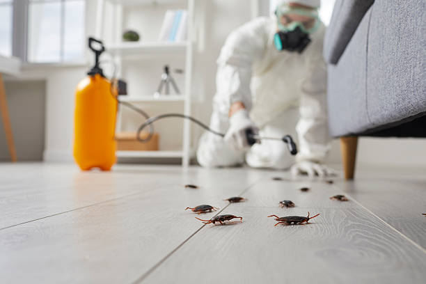 Affordable Termite Control solutions in Somerville, NJ